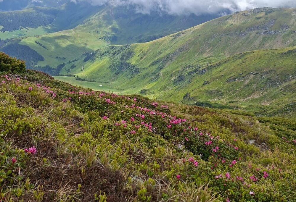 Spectacolul bujorului de munte transformă Munții Rodnei într-un covor roz spectaculos. Jandarmii montani, prezenți pe trasee pentru siguranța turiștilor