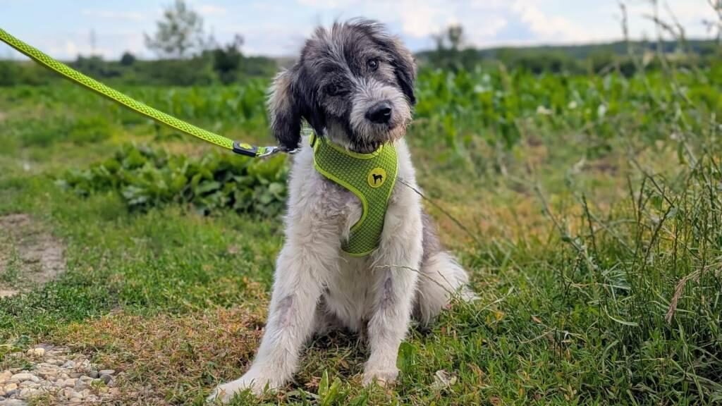 Câine rănit, salvat cu sprijinul polițiștilor și al unei asociații pentru protecția animalelor