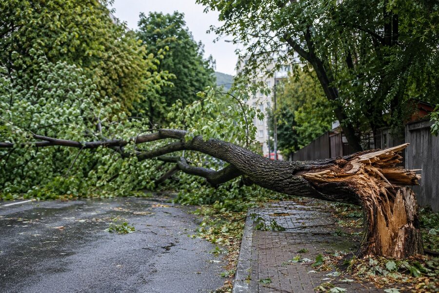Intervenție a pompierilor în Baia Mare: copac prăbușit pe strada Transilvaniei