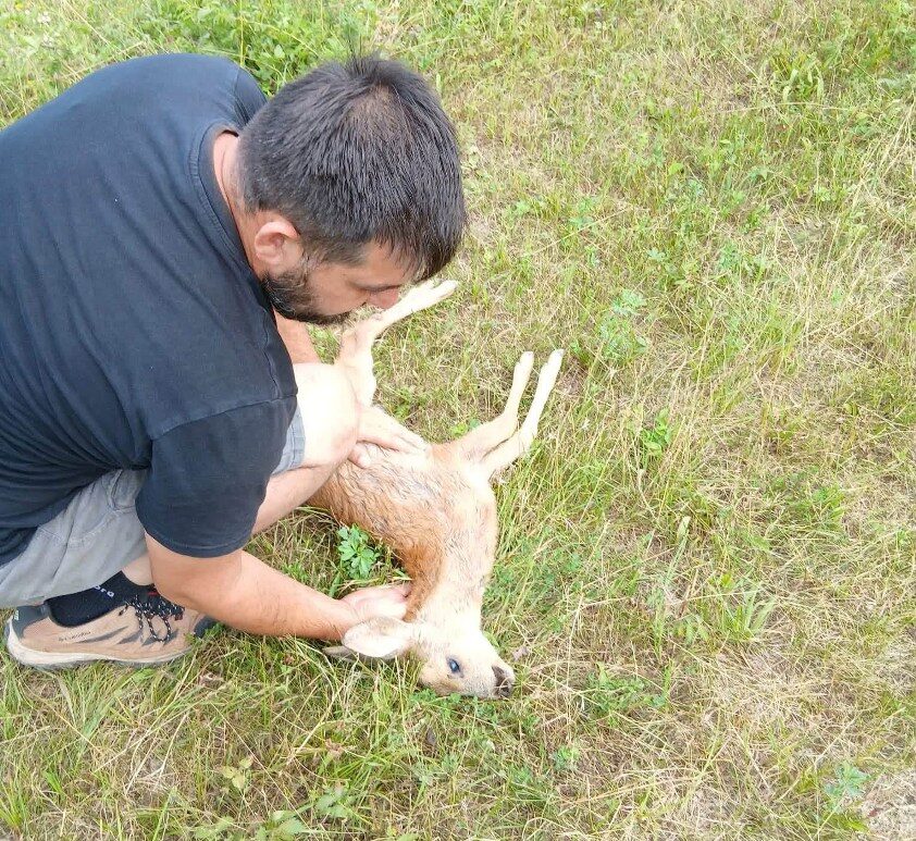 Imagini și mărturii cutremurătoare din Maramureș! Un pui de căprioară a fost sfâșiat de câini în zona „La Grajduri”, din Măgureni: „Erau deasupra lui... l-am salvat prea târziu!”
