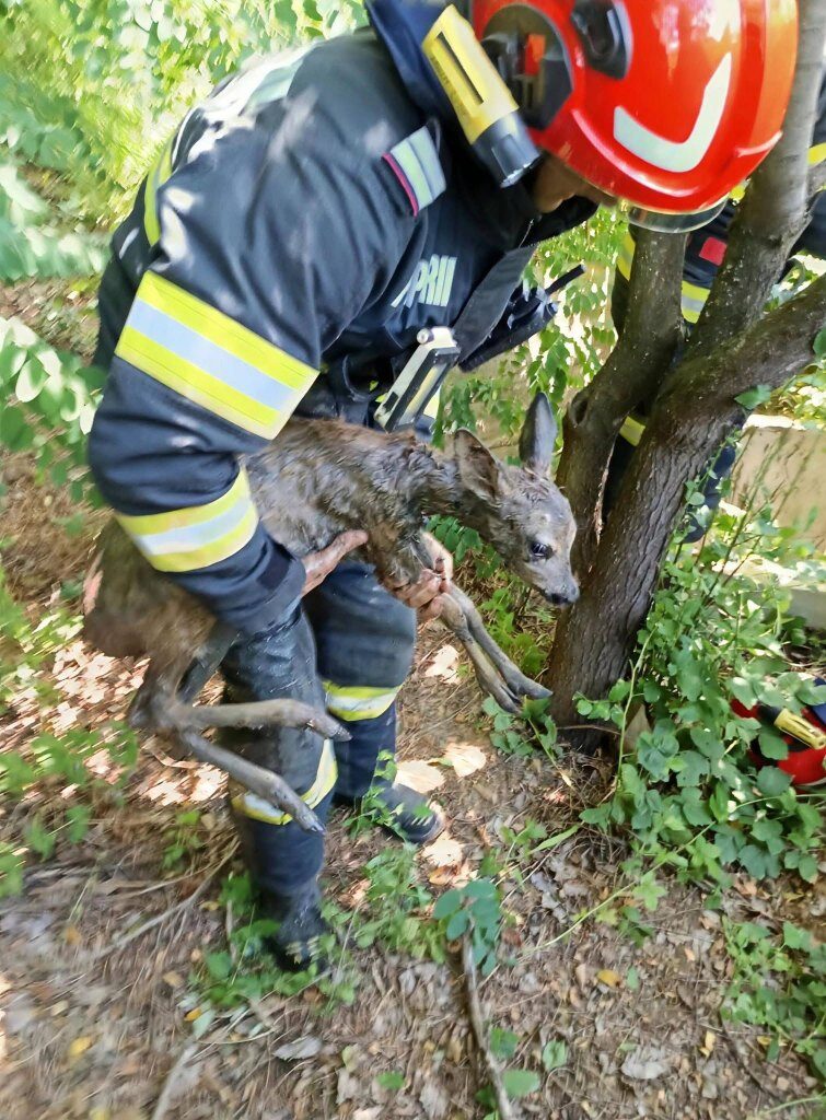 Ied de căprioară  salvat dintr-o fântână de pompierii din Fărcașa